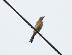 Anthus godlewskii
