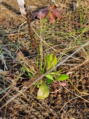 Plantago maritima juncoides