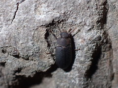 Tenebrionidae