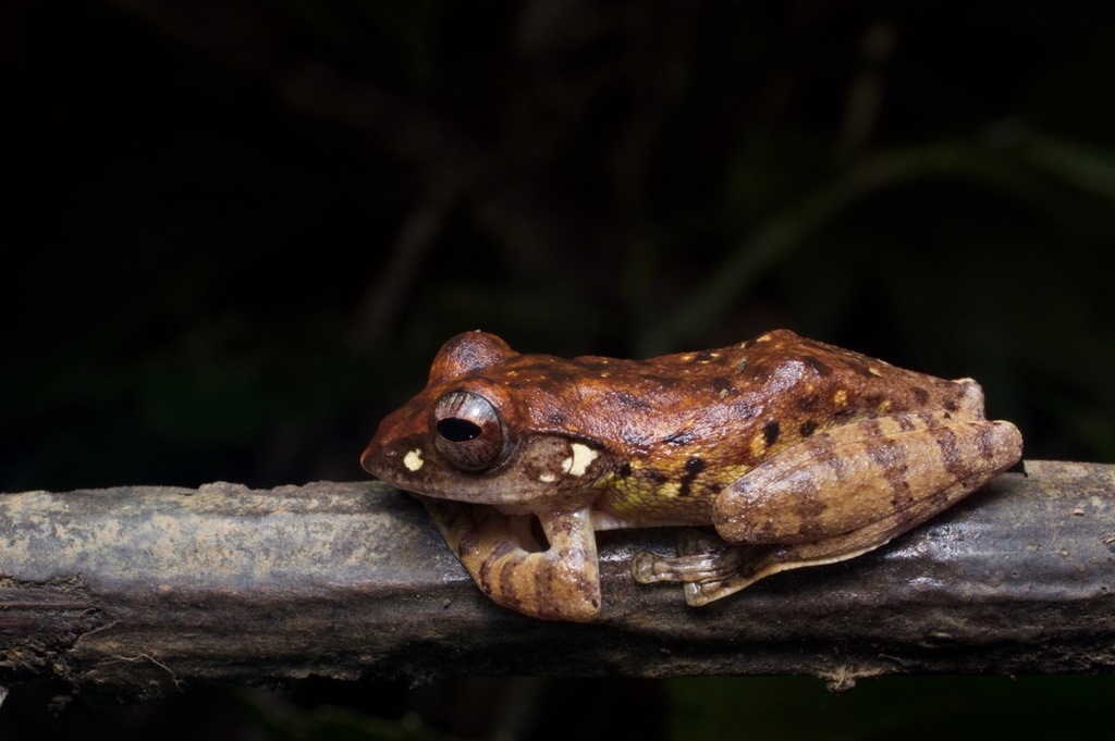 Banded Flying Frog