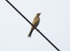 Anthus godlewskii