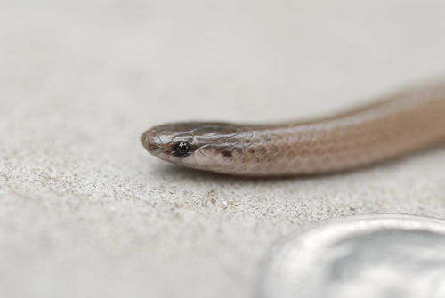 Flat-headed Snake