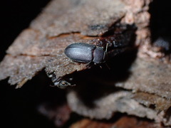 Tenebrionidae