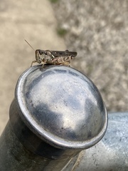 Melanoplus fasciatus