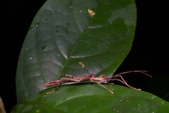 Paraloxopsis