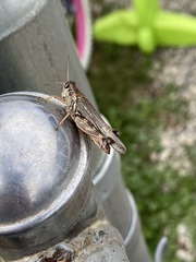 Melanoplus fasciatus