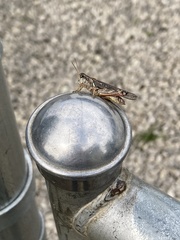 Melanoplus fasciatus
