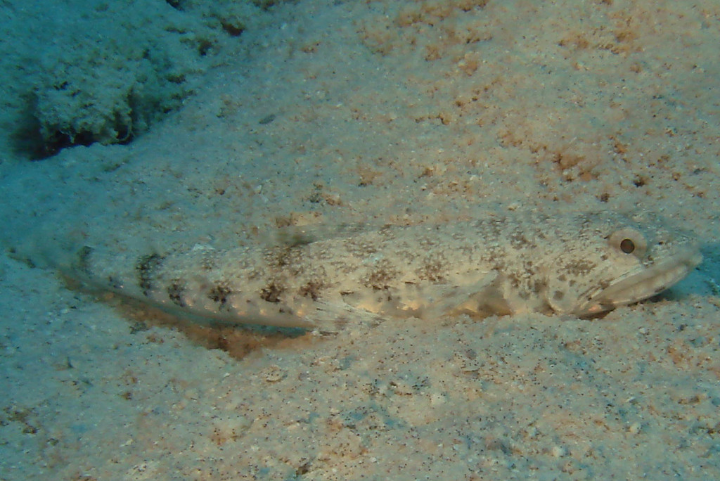 Clouded Lizardfish