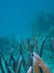 Acropora muricata