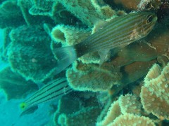 Cheilodipterus artus