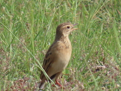 Anthus campestris