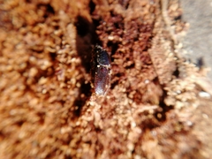 Scolytus intricatus