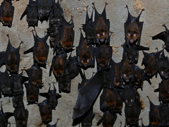 Hipposideros larvatus