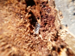 Scolytus intricatus