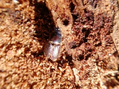 Scolytus intricatus