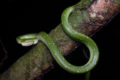 Tropidolaemus subannulatus