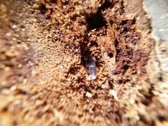 Scolytus intricatus