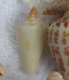 Conus scalaris image