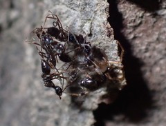 Araneoidea