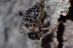 Araneoidea