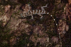 Cyrtodactylus consobrinus