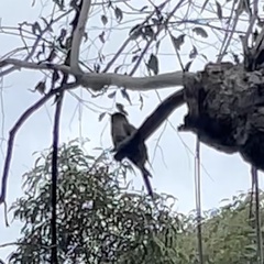 Cacomantis flabelliformis