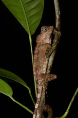 Gonocephalus bornensis