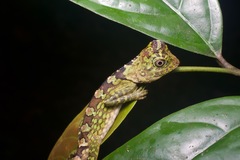 Gonocephalus bornensis