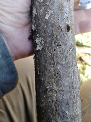 Scolytus intricatus