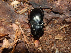 Abax ovalis