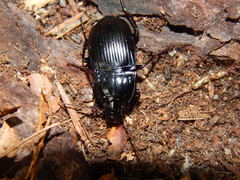 Abax ovalis