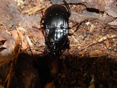 Abax ovalis