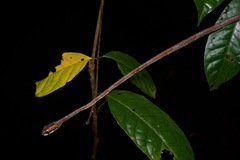 Aplopeltura boa