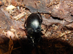 Abax ovalis