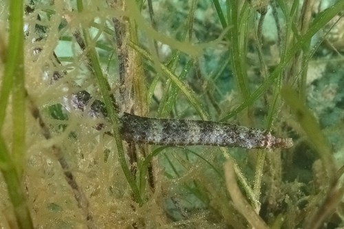 Mopsneus-zeenaald (Pugnaso curtirostris) — Syngnathidae