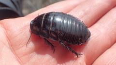 Geoscapheus dilatatus