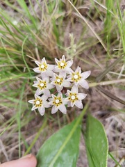 Asclepias flexuosa
