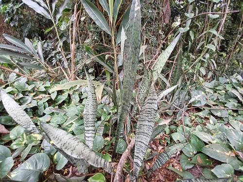 Sansevieria trifasciata