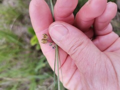 Aspidoglossum woodii