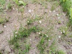 Trachyandra asperata