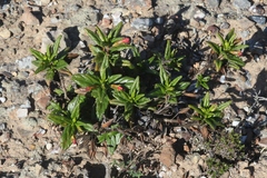 Diplacus parviflorus