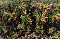 Diplacus parviflorus