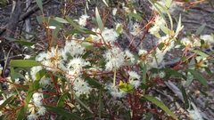 Eucalyptus calycogona