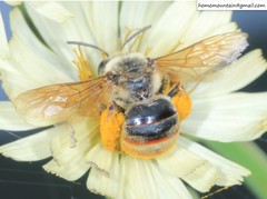 Eucera pekingensis
