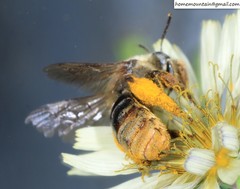 Eucera pekingensis
