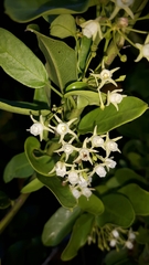 Cynanchum ellipticum