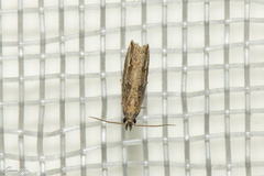 Culladia hastiferalis
