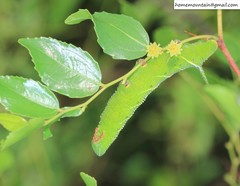 Marumba gaschkewitschii gressitti