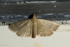 Hypsopygia nostralis