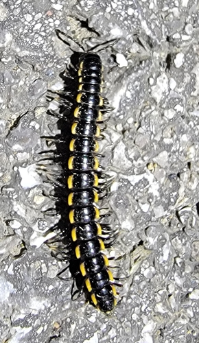 Orthomorphella pekuensis